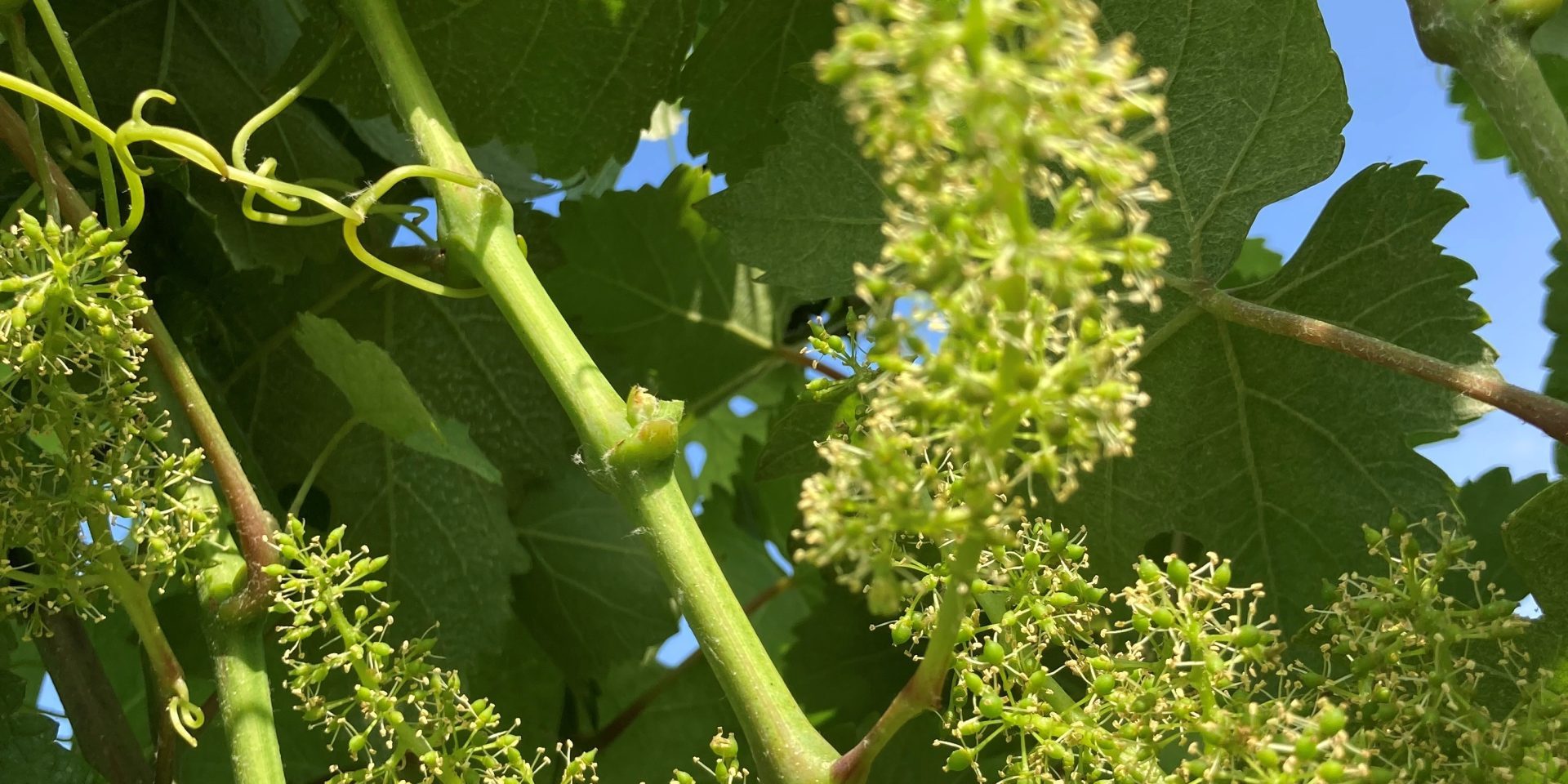 Blüte 2