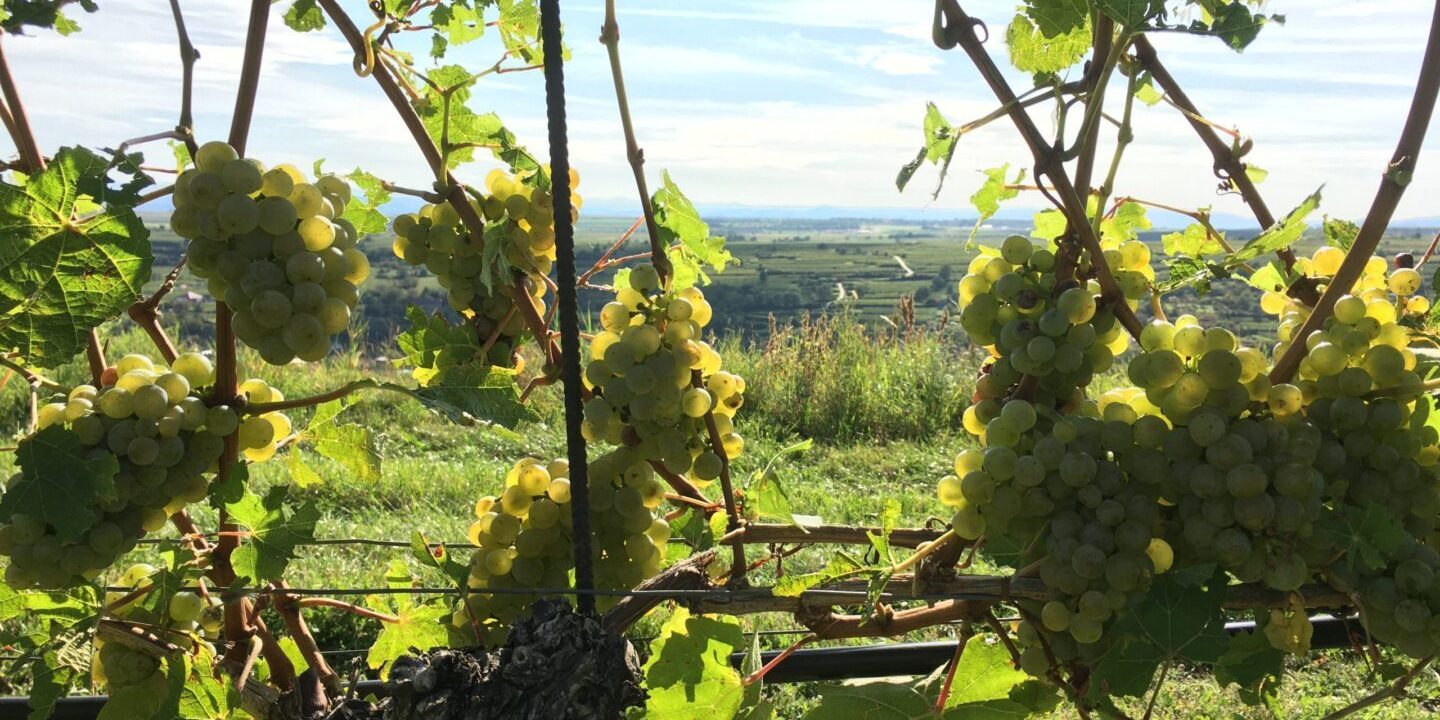 image00011